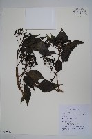 藏品(臺灣常春藤)的圖片