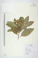 藏品(美洲闊苞菊)的圖片