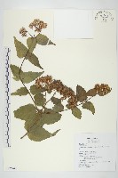 藏品(田代氏澤蘭)的圖片