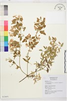 藏品(鵝鑾鼻鐵線蓮)的圖片