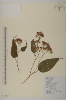 藏品(臺灣山白蘭)的圖片