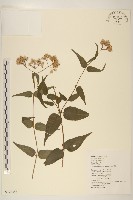 藏品(腺葉澤蘭)的圖片