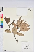 藏品(短尾柯、油葉杜、嶺南柯)的圖片