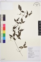 藏品(彭氏鐵線蓮)的圖片