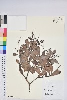 藏品(臺灣馬醉木)的圖片