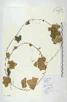 藏品(紅瓜)的圖片