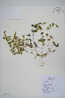 藏品(爵床)的圖片