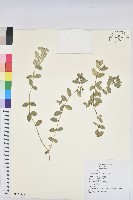 藏品(濱大戟)的圖片