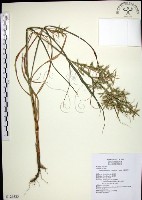 藏品(扭鞘香茅)的圖片