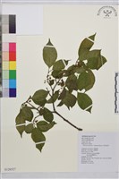 藏品(中原氏鼠李)的圖片