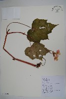 藏品(南台灣秋海棠)的圖片