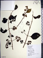 藏品(腺果藤、刺藤)的圖片