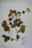 藏品(蘭嶼絡石)的圖片