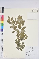 藏品(新竹油柑、新竹葉下珠)的圖片