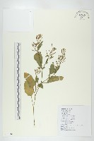 藏品(葶藶)的圖片