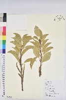 藏品(土沉香)的圖片