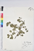 藏品(多花油柑、白仔)的圖片