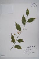 藏品(毛花山柑)的圖片