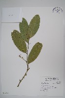 藏品(小刺山柑)的圖片