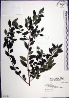 藏品(水雞油)的圖片