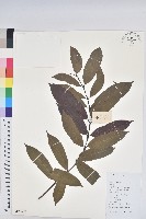 藏品(青紫木、紅背桂)的圖片