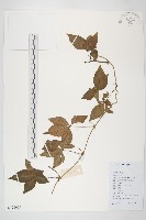 藏品(番仔藤)的圖片