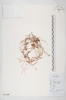 藏品(中國菟絲子)的圖片