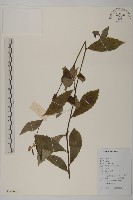 藏品(大頭艾納香)的圖片