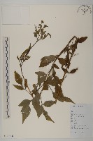 藏品(鬼針舅)的圖片