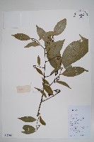 藏品(鷹爪花)的圖片