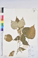 藏品(白背葉)的圖片