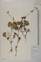 藏品(紫背草)的圖片