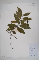 藏品(假鷹爪)的圖片