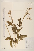 藏品(野茼蒿)的圖片