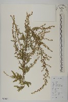 藏品(艾、五月艾)的圖片