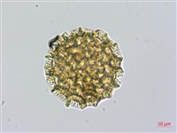 藏品(紫苞蓼)的圖片