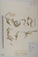 藏品(石胡荽、吐金草)的圖片