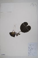 藏品(地花細辛)的圖片