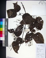 藏品(麥氏鐵線蓮)的圖片