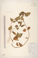 藏品(金鈕釦)的圖片