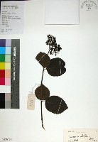 藏品(臭娘子)的圖片