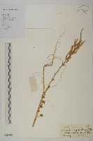 藏品(變葉藜)的圖片