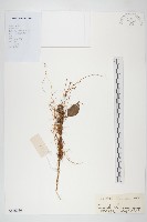 藏品(中國菟絲子)的圖片