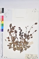 藏品(密花白飯樹)的圖片