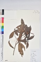 藏品(多花杜鵑)的圖片