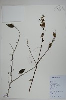 藏品(燈稱花、烏雞骨)的圖片