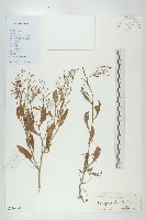 藏品(小葶藶)的圖片