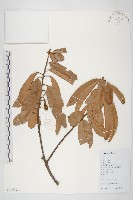 藏品(單葉豆)的圖片