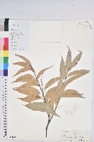 藏品(星刺栲、羅浮錐)的圖片