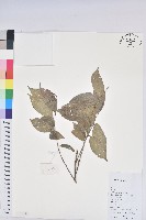 藏品(雲南銀柴)的圖片